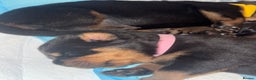 Rottweiler dogs for sale: KC Rottweiler puppies  - Advert 15