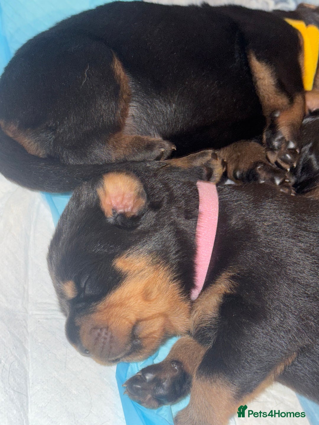Rottweiler dogs for sale: KC Rottweiler puppies  - Advert 15