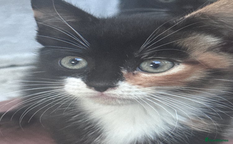 Mixed Breed cats - Advert 8