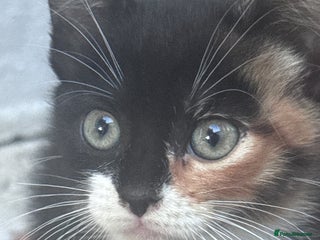 Mixed Breed cats - Advert 20