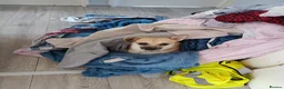 Chihuahua dogs for sale: A Malchi boy - Advert 1