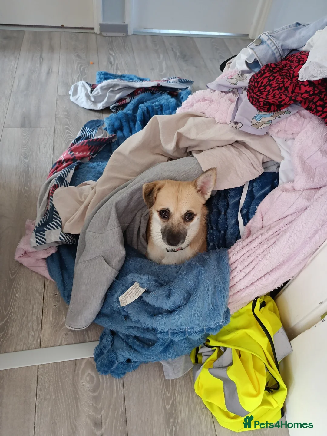 Chihuahua dogs for sale: A Malchi boy - Advert 1