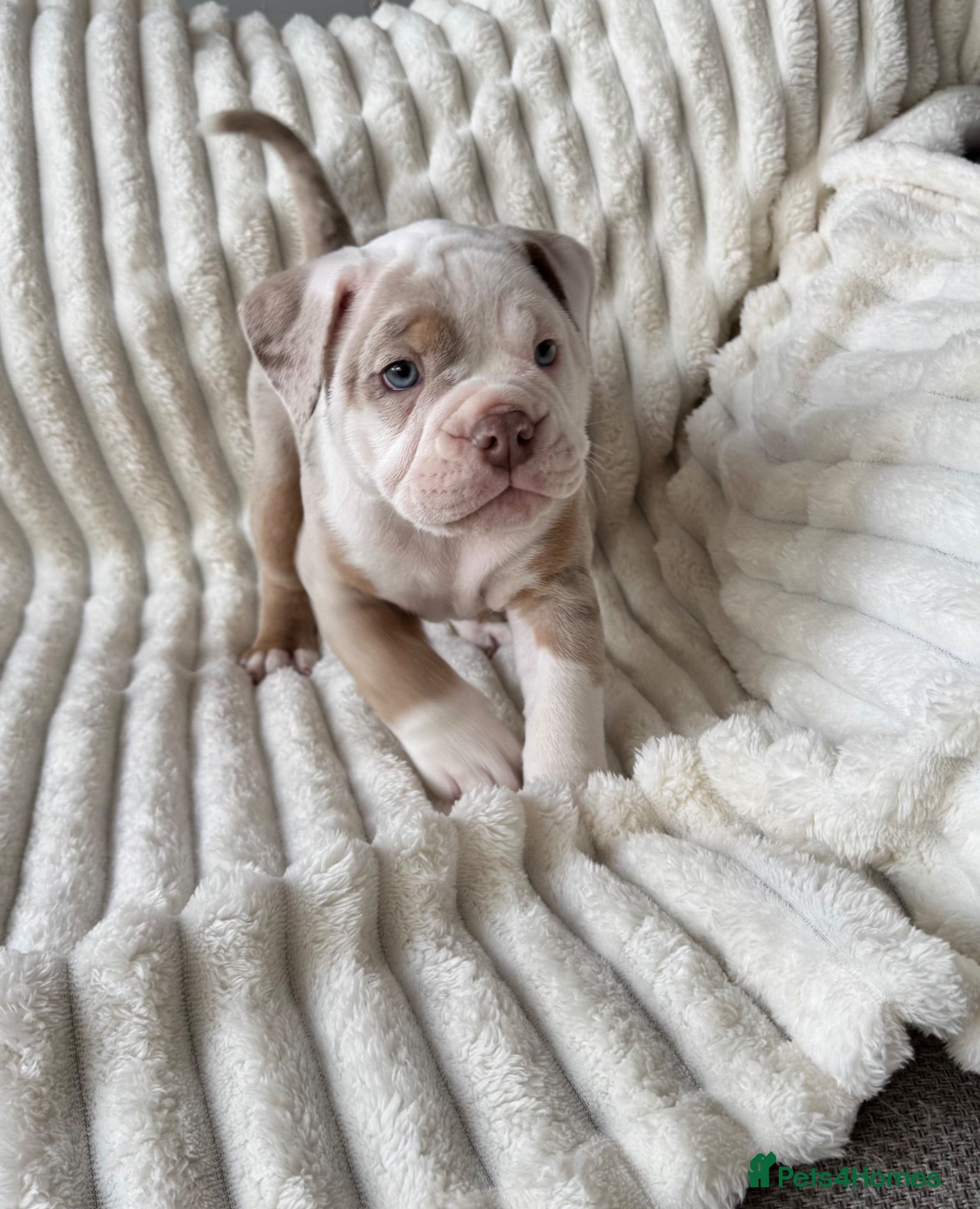 Old Tyme Bulldog dogs READY for her forever home Nala - Advert 2