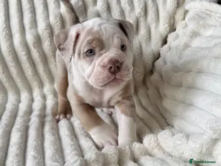 Old Tyme Bulldog dogs READY for her forever home Nala - Advert 1