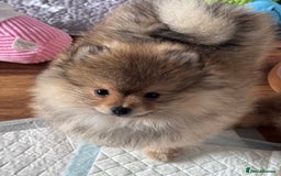 Pomeranian dogs for sale: 🏆 KC HEALTH TESTED POMERANIAN PUPPIES 🏆  - Image 28