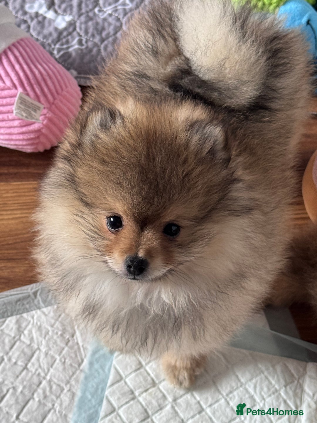 Pomeranian dogs for sale: 🏆 KC HEALTH TESTED POMERANIAN PUPPIES 🏆  - Image 28