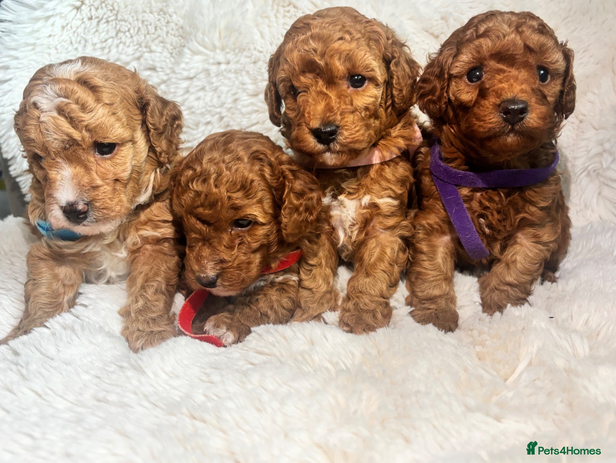 Toy Poodle dogs Beautiful toy poodles puppies - Advert 4