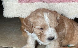 Cockapoo dogs for sale: F1 Cockapoo Puppies 5⭐️⭐️⭐️⭐️⭐️ Breeder - Image 5