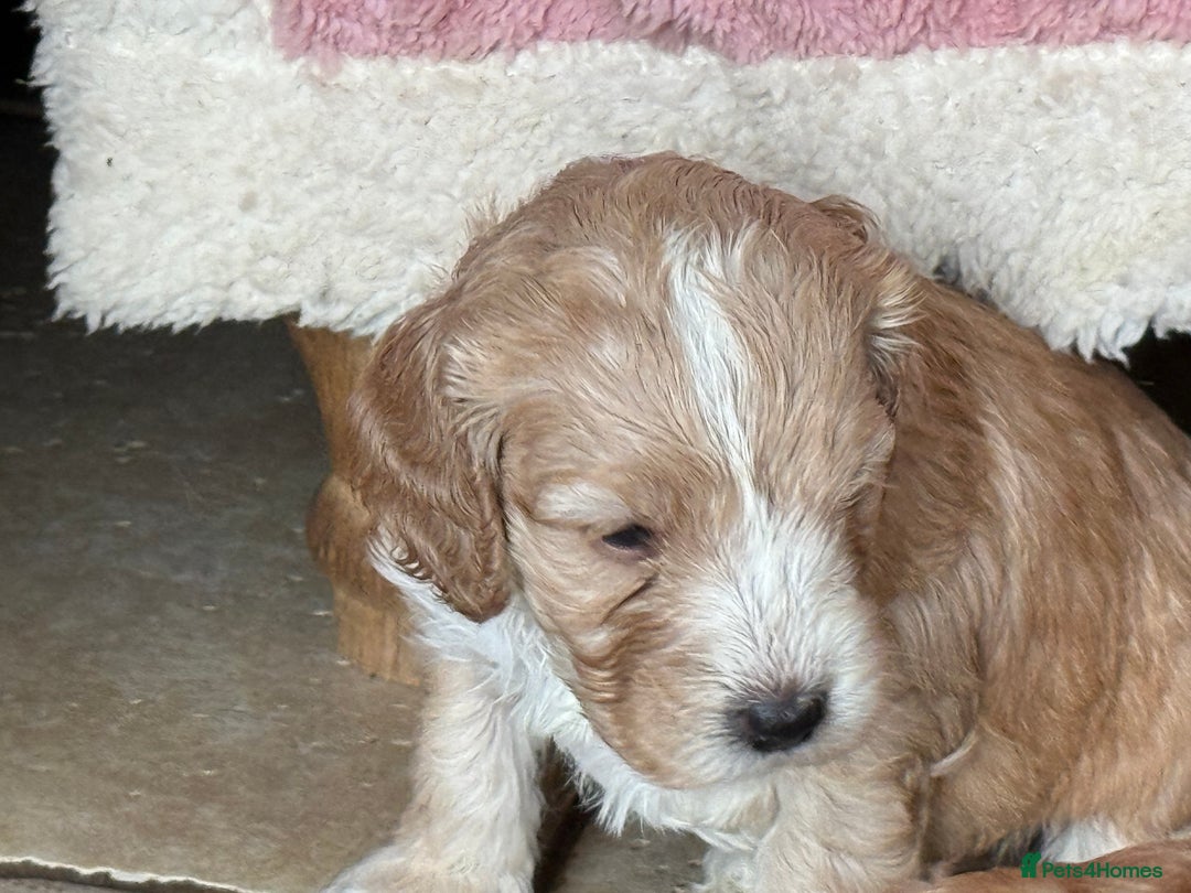 Cockapoo dogs for sale: F1 Cockapoo Puppies 5⭐️⭐️⭐️⭐️⭐️ Breeder - Image 5