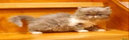 Persian cats for sale: Stunning pedigree Persian kittens - Advert 16