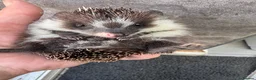 Pygmy Hedgehog rodents for sale: Baby hoglets ready now! Very friendly  - Advert 4