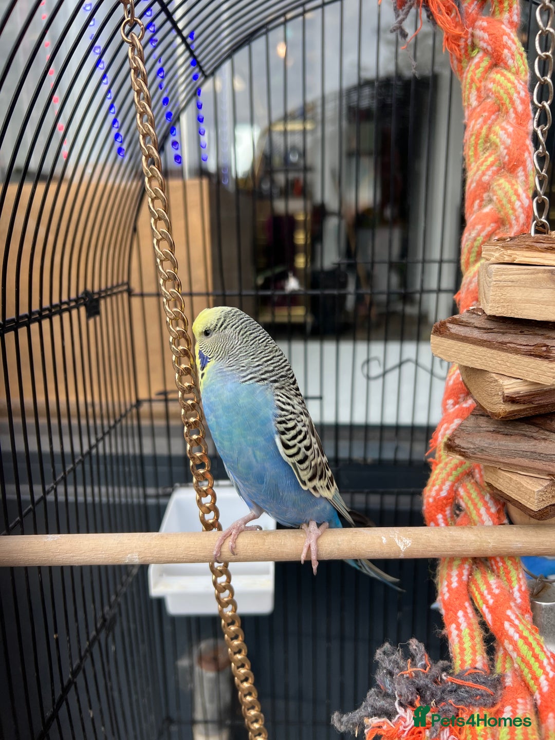 Mixed Breed birds for sale: Budgies  - Image 2