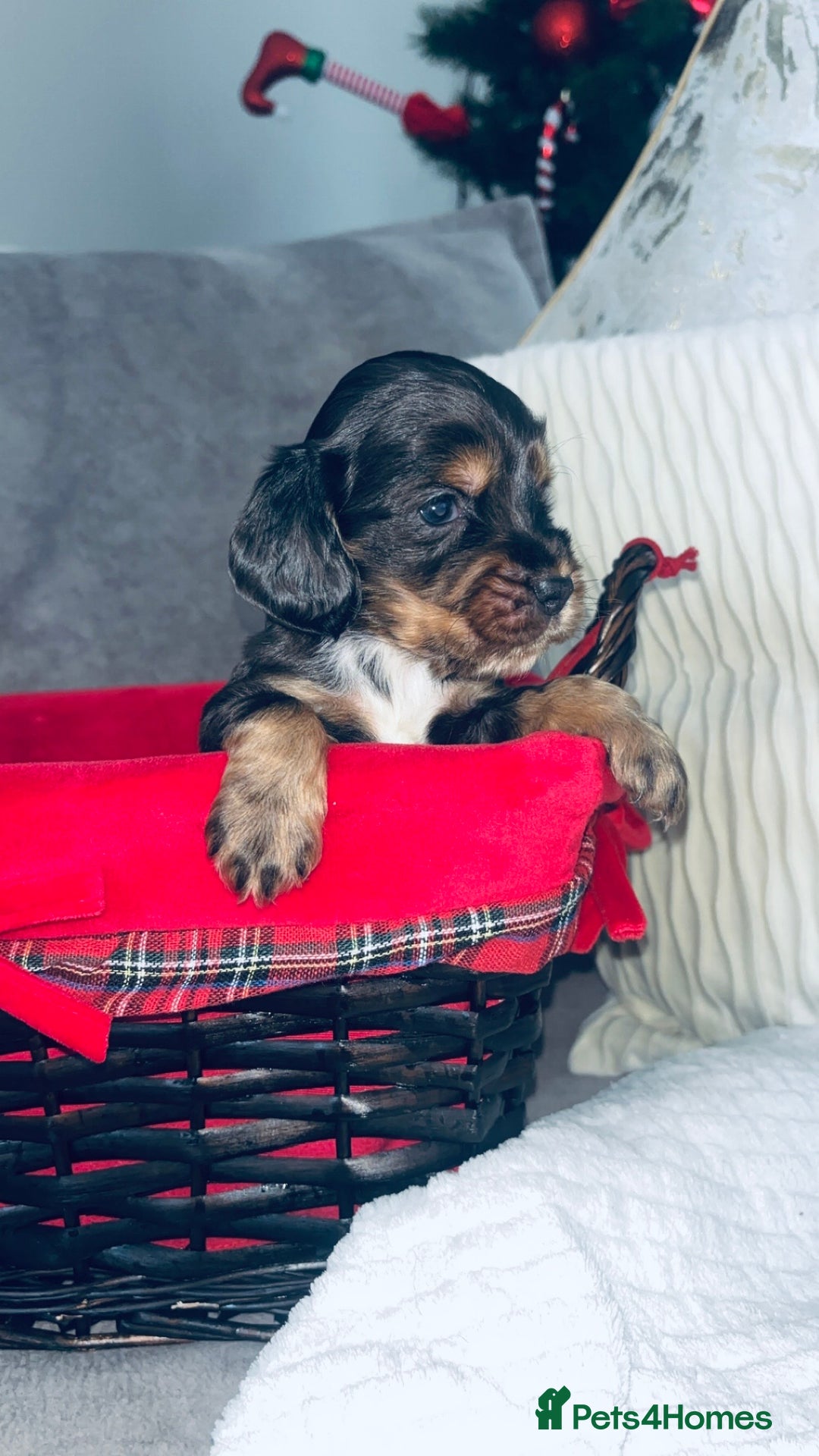 Cocker Spaniel dogs for sale: Gorgeous cocker spaniel puppies - Advert 10