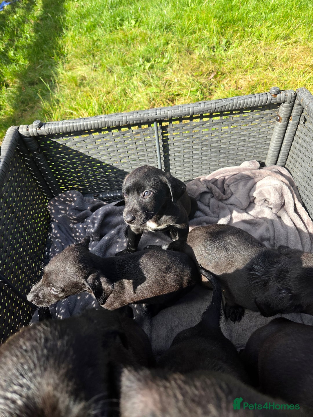Mixed Breed dogs for sale: Labrador cross saluki - Image 4
