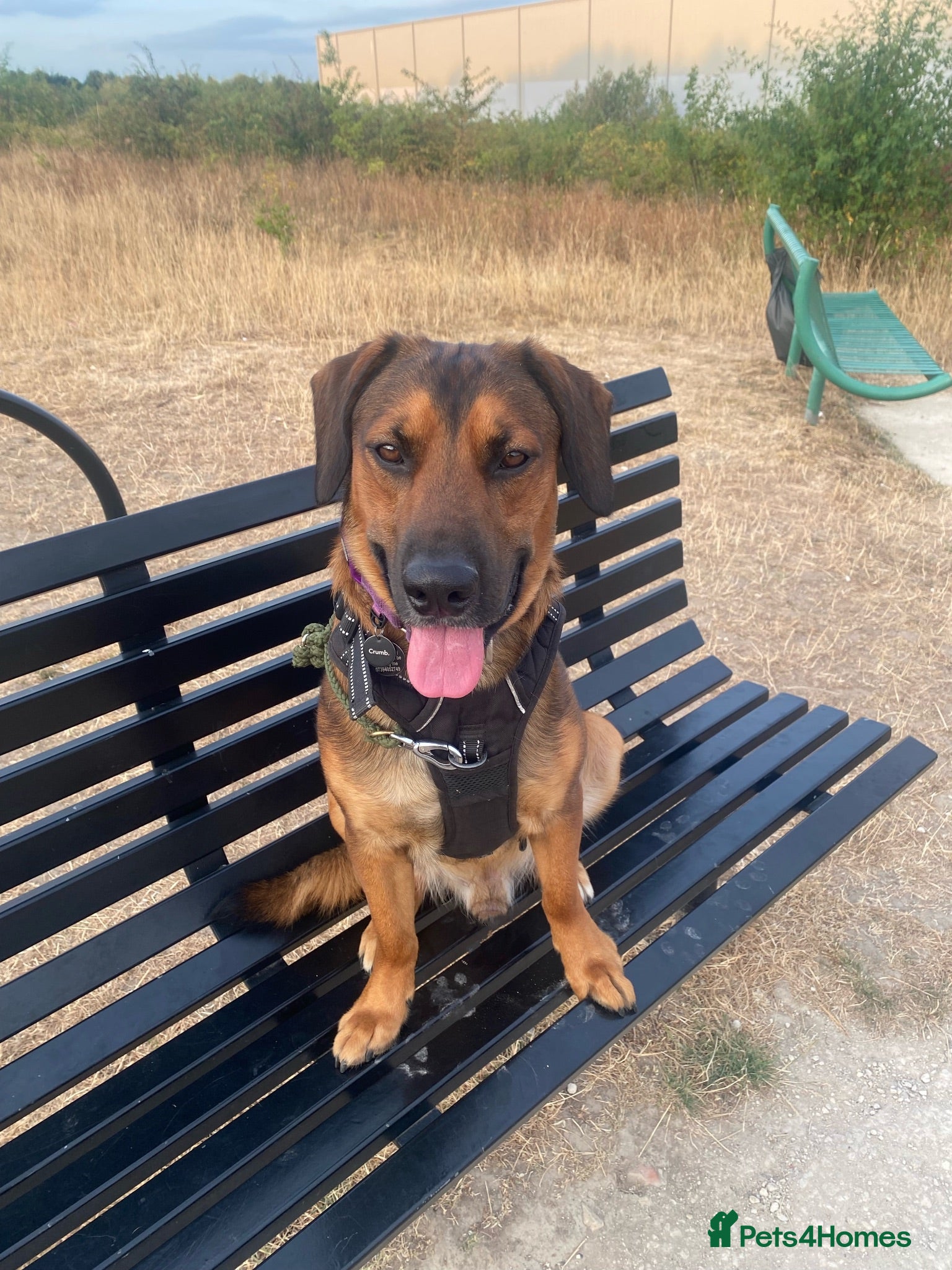 Mixed Breed dogs Malinois x spaniel  - Advert 1