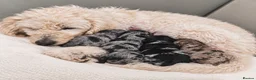 Labradoodle dogs for sale: Unique Multigen🧸 Merle&Tan Teddybear Labradoodles - Advert 2