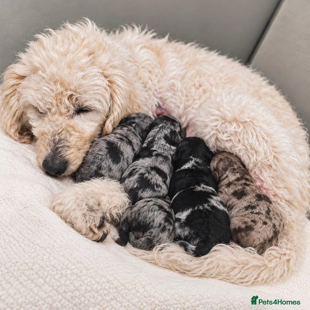 Labradoodle dogs for sale: Unique Multigen🧸 Merle&Tan Teddybear Labradoodles - Advert 2