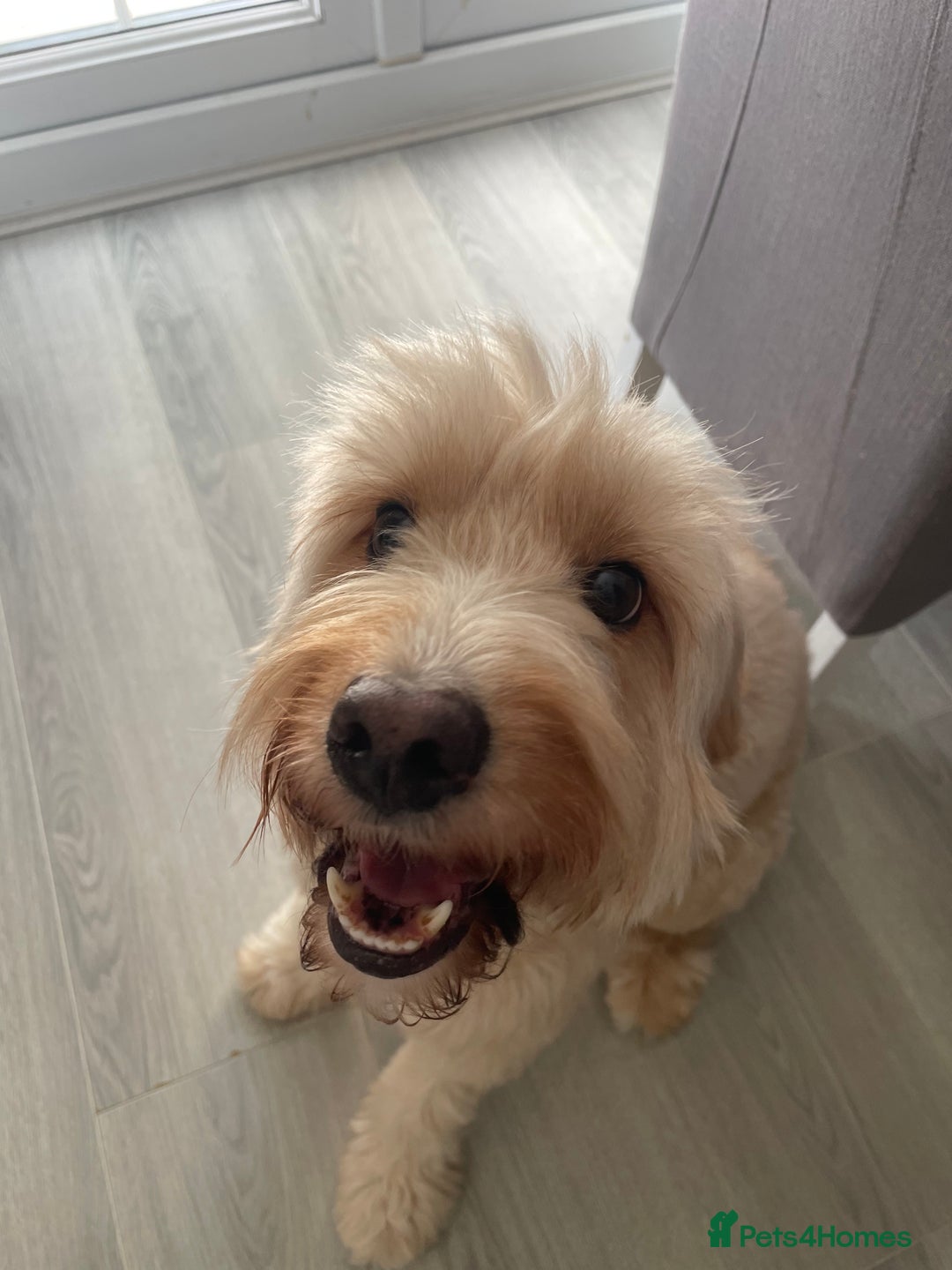 Mixed Breed dogs for sale: Vinnie the labradoodle - Image 3
