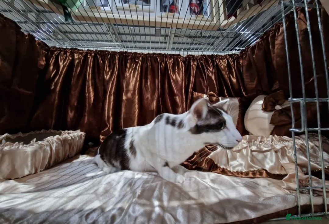 Oriental cats Grand Champion girl needs a retirement home - Advert 13