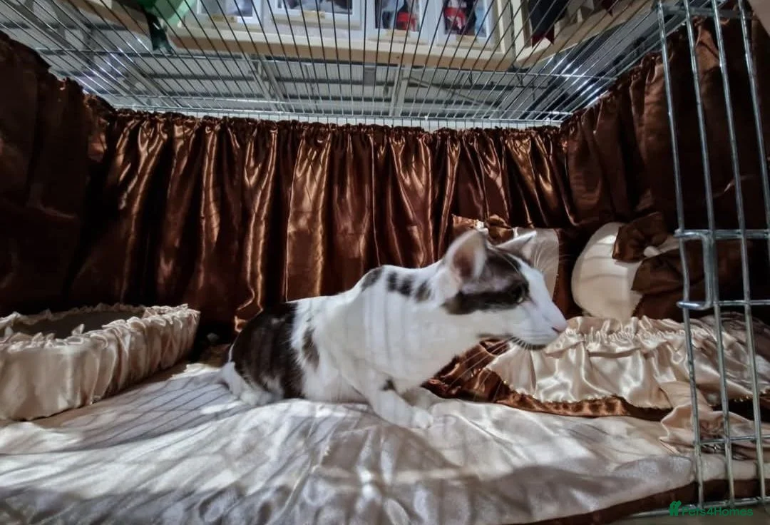 Oriental cats for sale: Grand Champion girl needs a retirement home - Advert 1