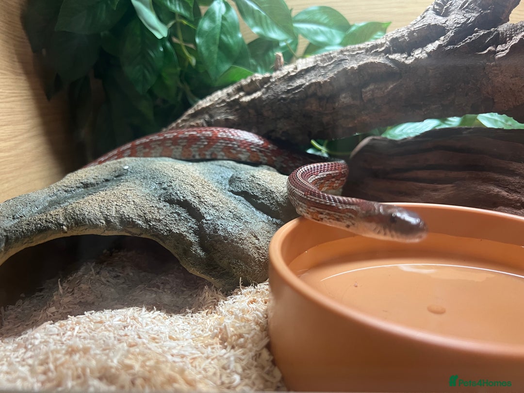 Corn Snake reptiles for sale: Beautiful corn snake  - Advert 6