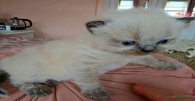 Persian cats Pedigree Persian Himilayan kittens - Advert 1