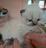Persian cats Pedigree Persian Himilayan kittens - Advert 1