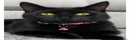 Mixed Breed cats for sale: ** black female cat ** - Advert 1