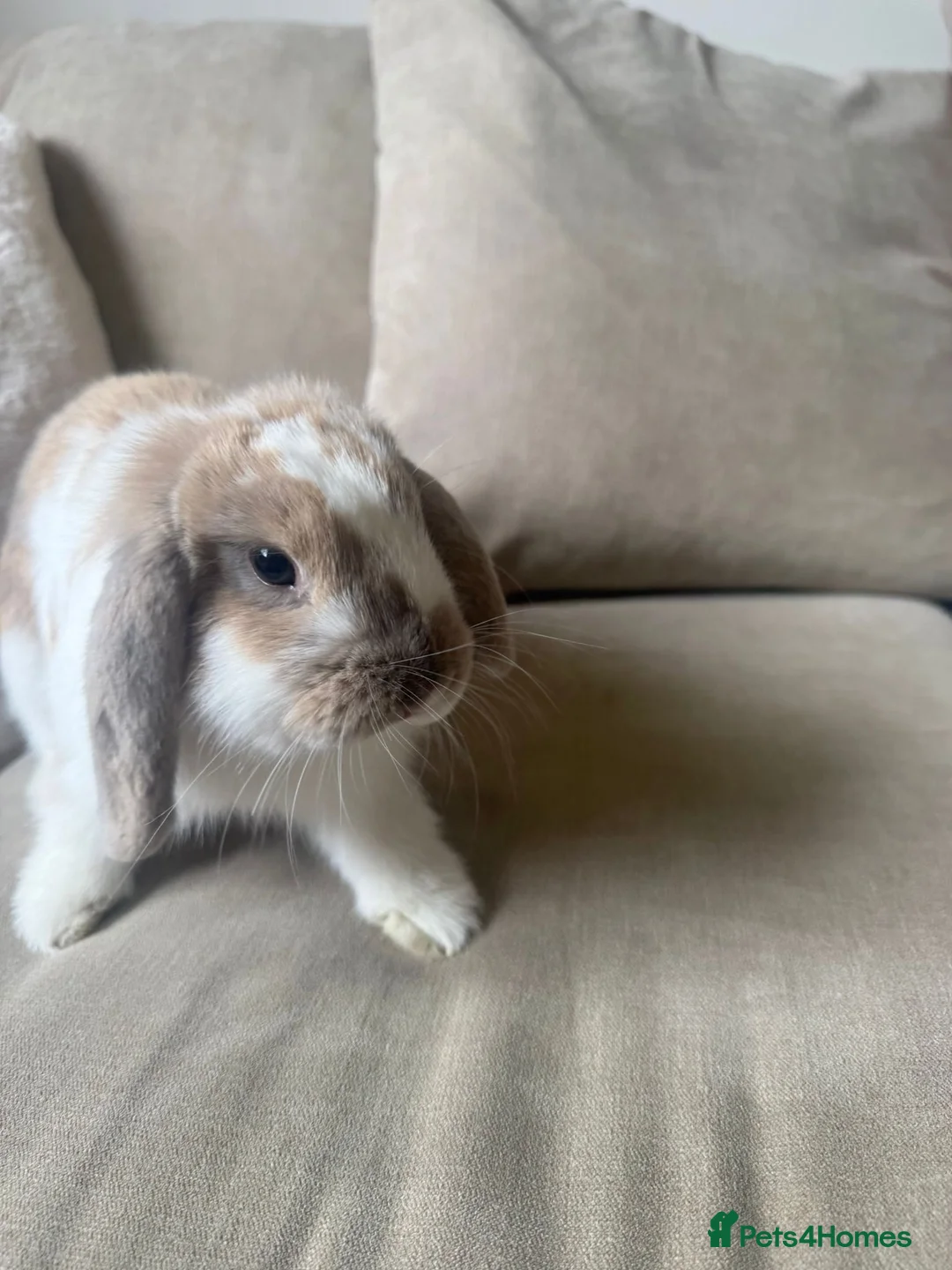 Mini Lop rabbits for sale: Mini lop boy available  - Advert 5