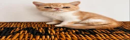 Exotic cats for sale: Stunning exotic kittens high quality m - Advert 11