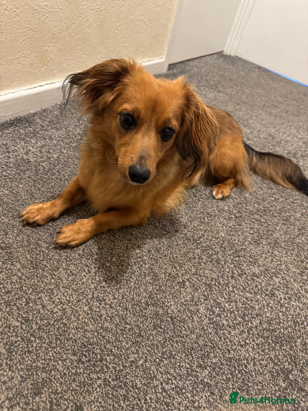 Mixed Breed dogs for stud: Long hair dachshund x for stud - Advert 6