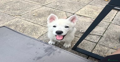 White Swiss Shepherd dogs in Warrington - Advert 1