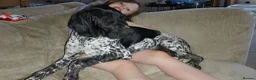 Mixed Breed dogs for sale: GSP x GWP bitch  - Advert 13