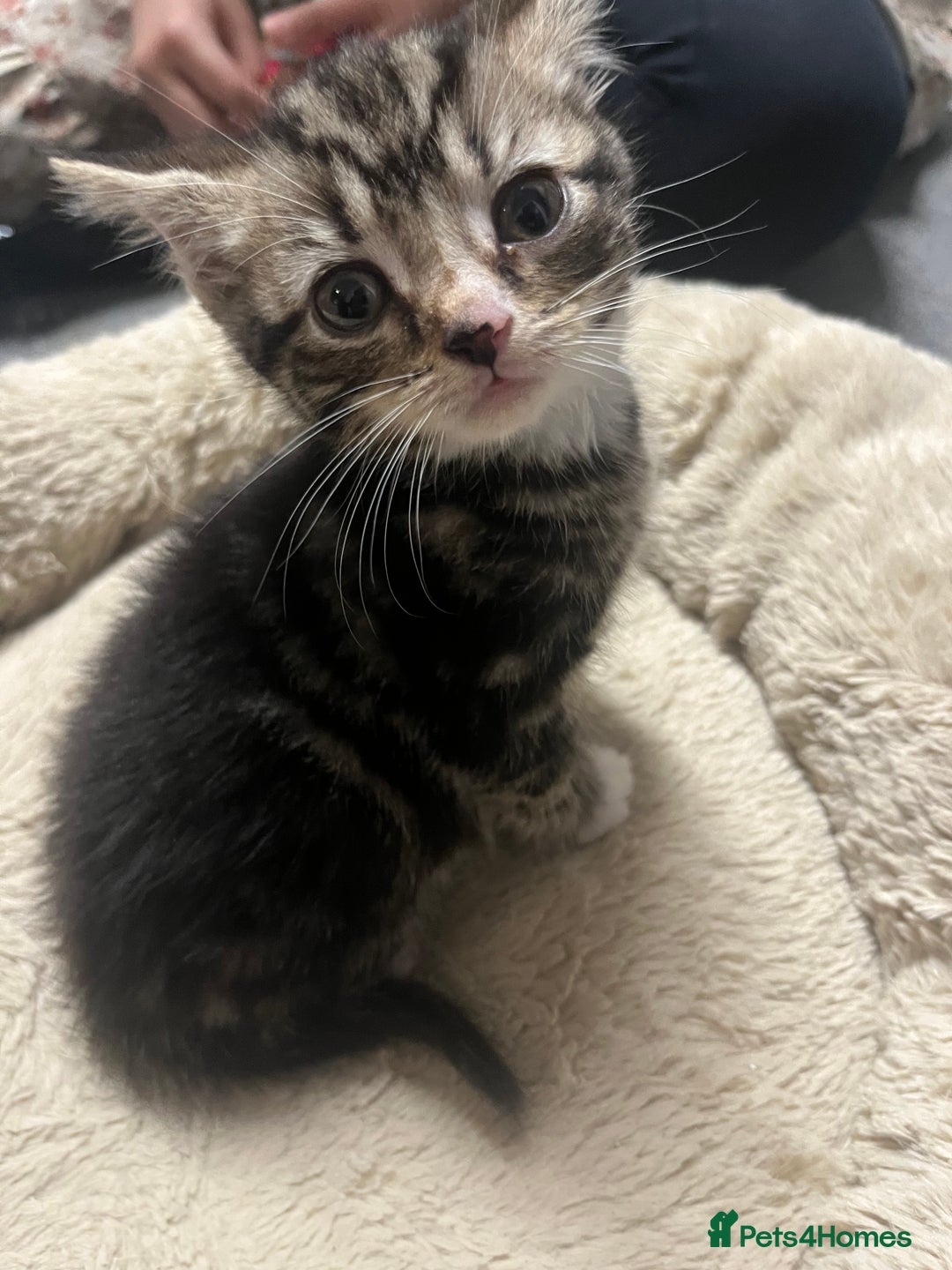 Mixed Breed cats for sale: 🐾 Beautiful 6week old mix tabby Kittens - Advert 7