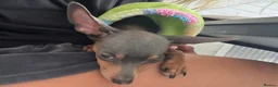 Russian Toy Terrier dogs for sale: Beautiful Russian Toy Girl – 8 Months Old - Advert 7
