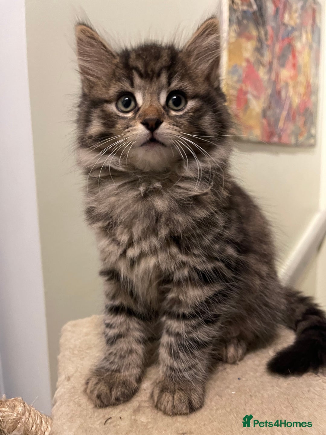 Mixed Breed cats for sale: Beautiful mixed kittens long and shorty hair - Advert 5