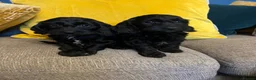Cockapoo dogs for sale: Cockapoo puppies from health clear parents  - Advert 3
