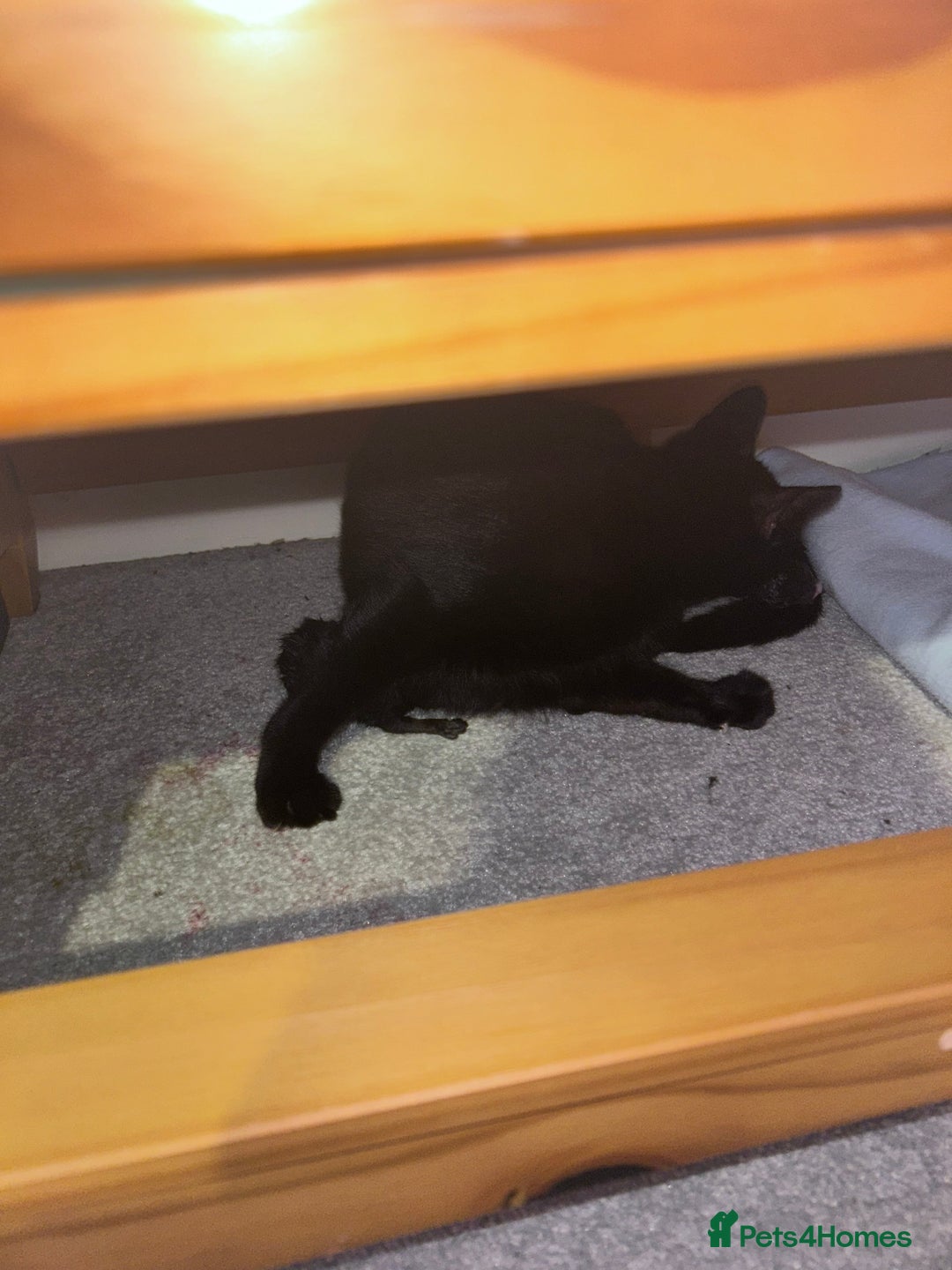 British Shorthair cats for sale: Mother of 2 Kittens Available to buy - Advert 11