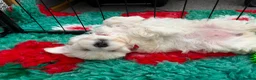 Maltipoo dogs for sale: Home-Raised F1 Maltipoo Puppy – ready Now - Advert 10