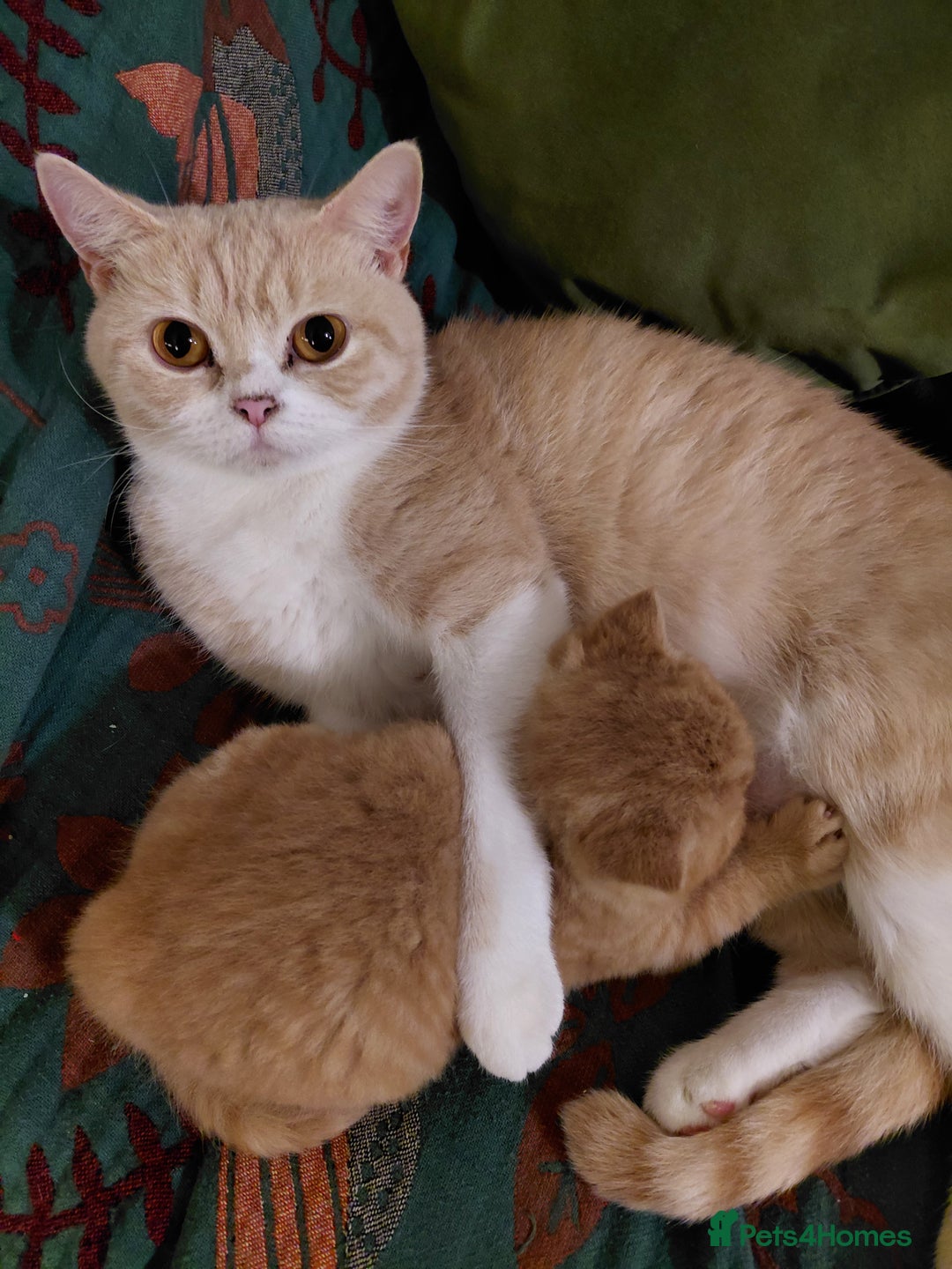 British Shorthair cats for sale: British shorthair kittens - Advert 3