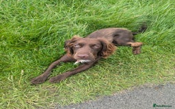 Cocker Spaniel dogs for sale: KC Registered Cocker Spaniel  - Image 3