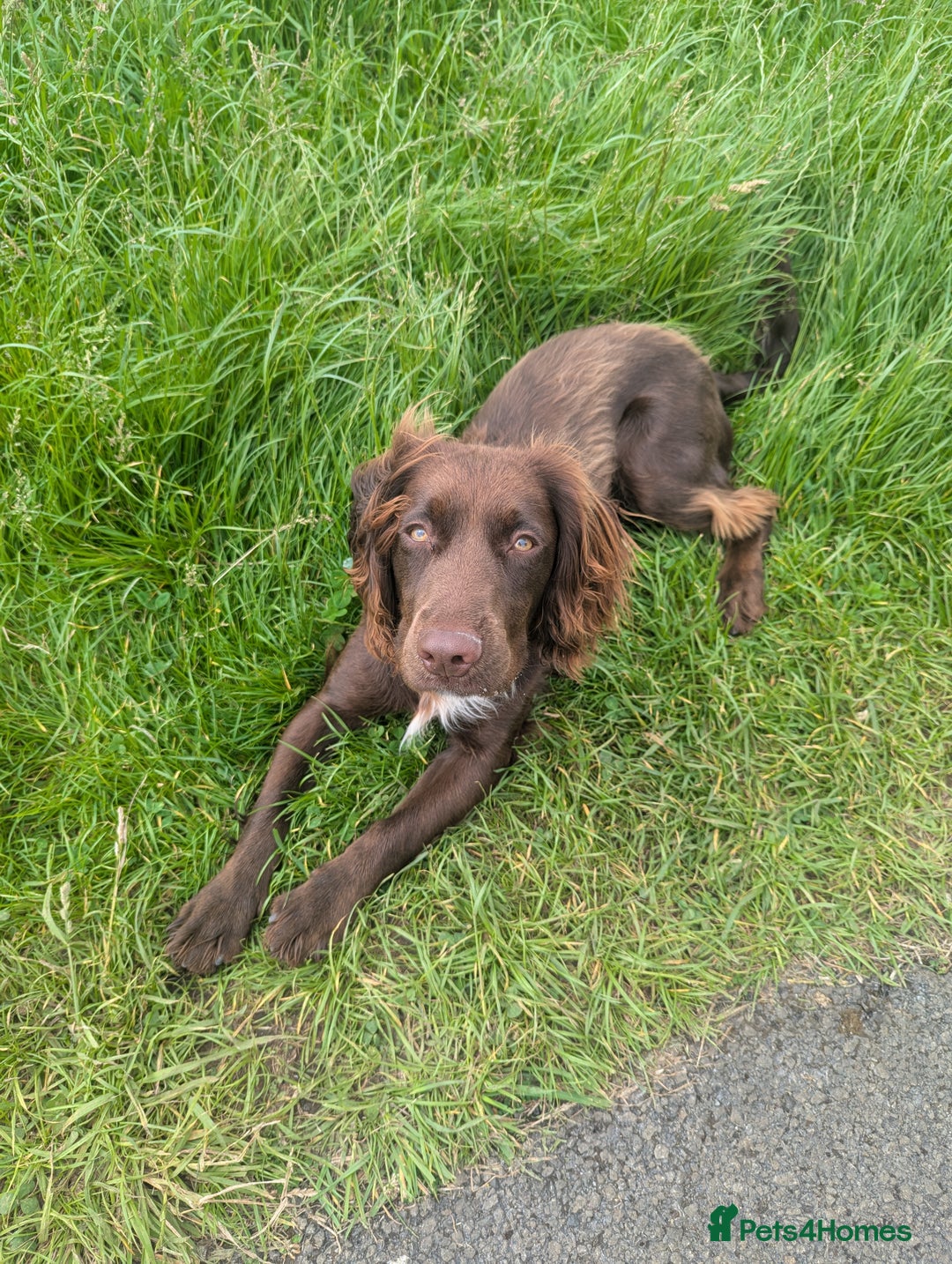 Cocker Spaniel dogs for sale: KC Registered Cocker Spaniel  - Image 3