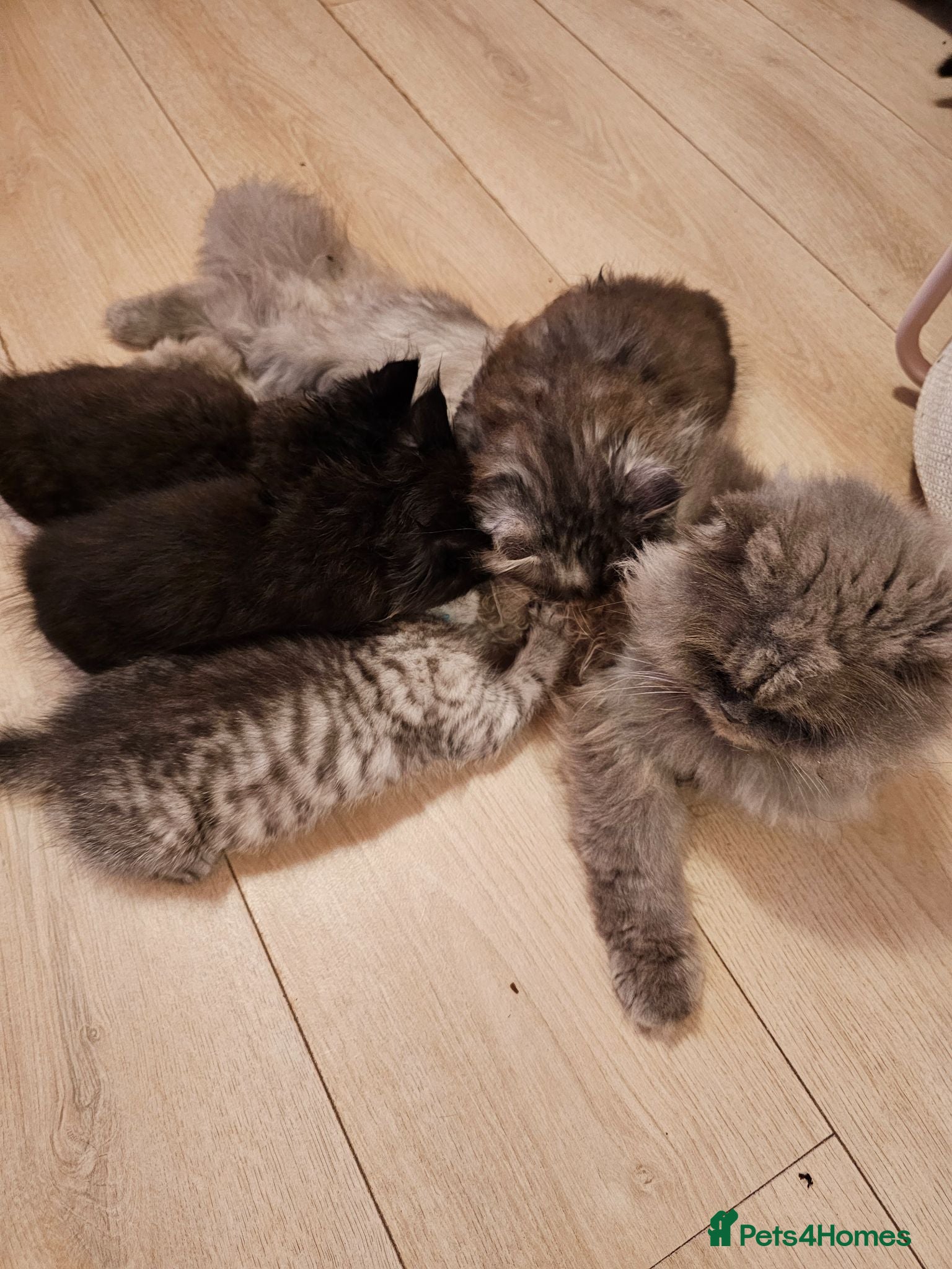Mixed Breed cats Persian cross kittens x 5 - Advert 2