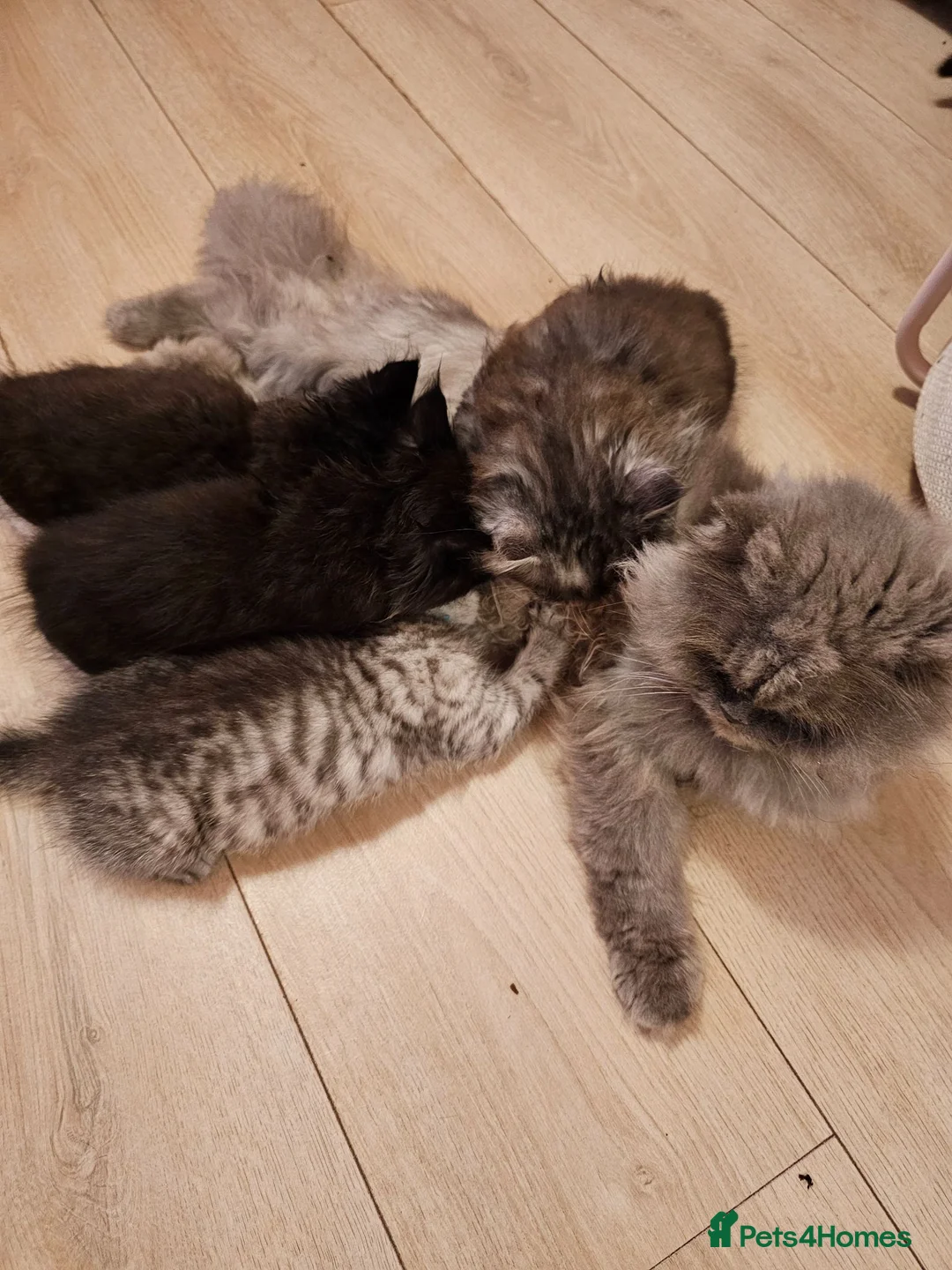 Mixed Breed cats for sale: Persian cross kittens x 5 in Manchester - Advert 1
