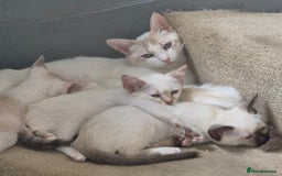 Mixed Breed cats for sale: Adorable Pedigree kitten - GCCF - REDUCED PRICE - Image 19