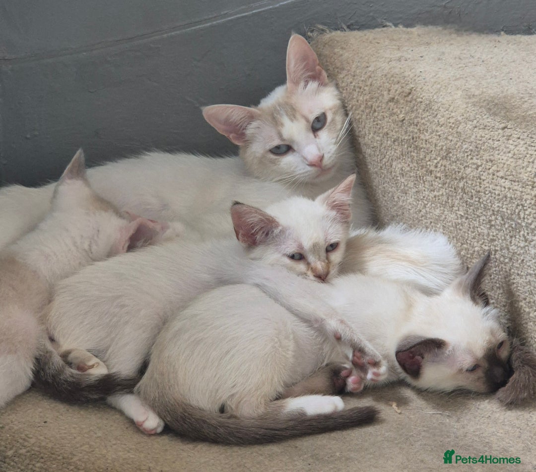 Mixed Breed cats for sale: Adorable Pedigree kitten - GCCF - REDUCED PRICE - Image 19