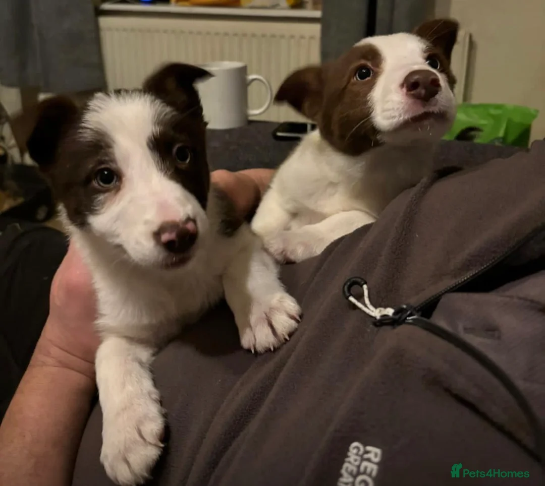 Border Collie dogs for sale: Stunning RED puppies. Parents health tested - Advert 4