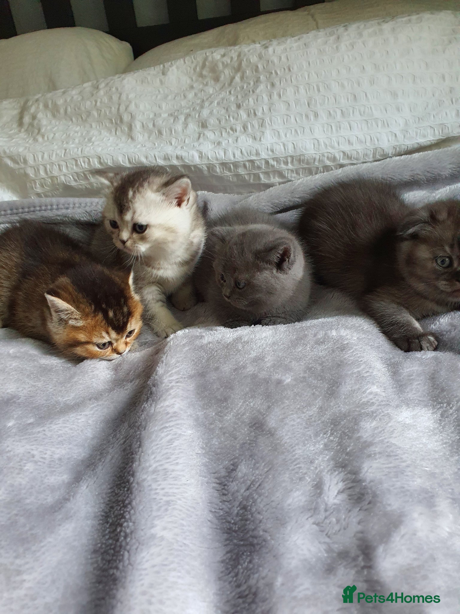 Scottish Fold cats Scottish Fold Kittens Available - Advert 16
