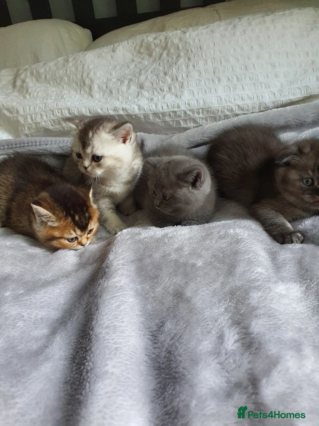 Scottish Fold cats for sale: Scottish Fold Kittens Available - Advert 1