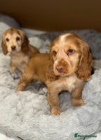 Cocker Spaniel dogs - Advert 3
